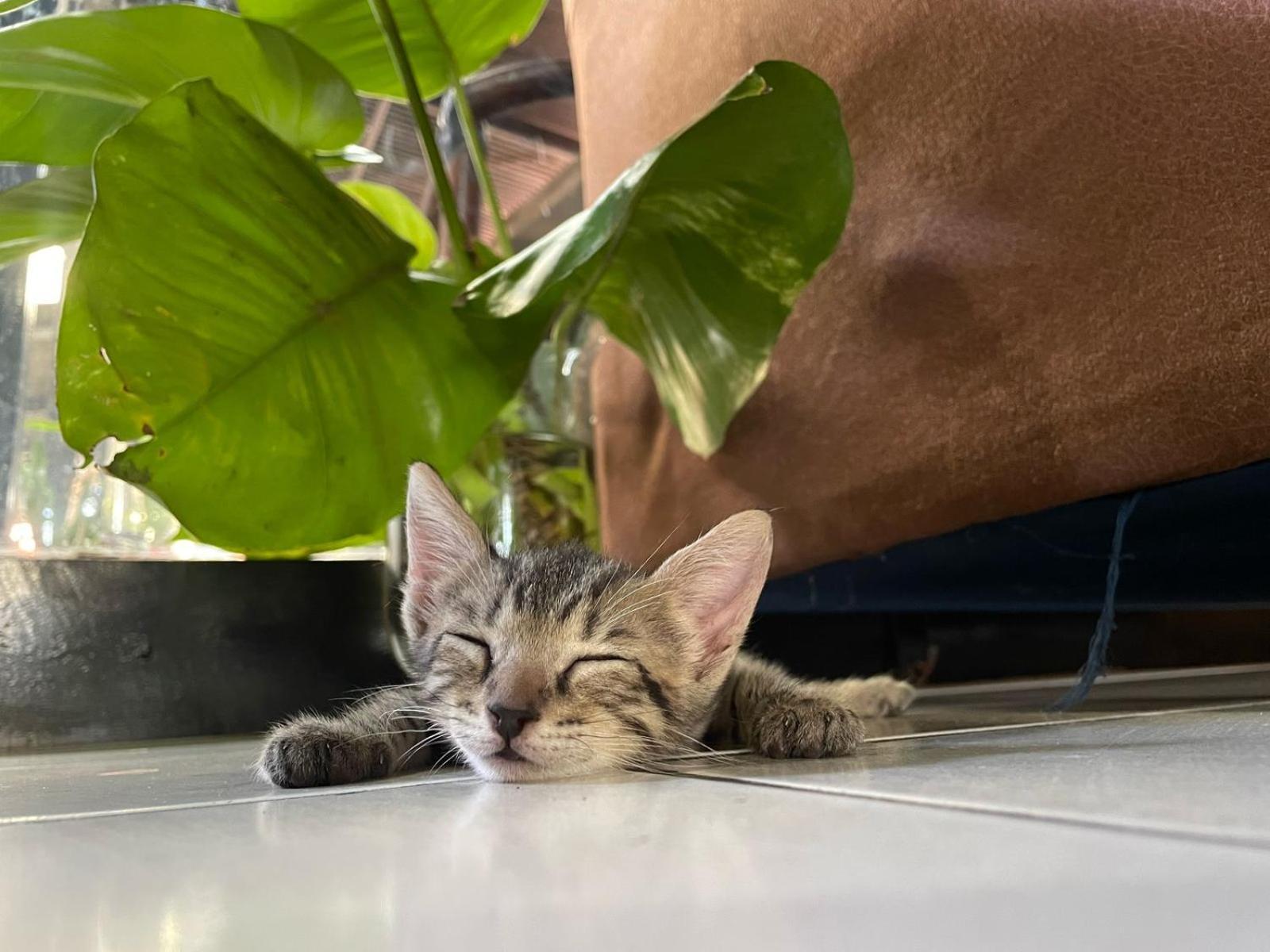 Managua Hotel Oasis エクステリア 写真